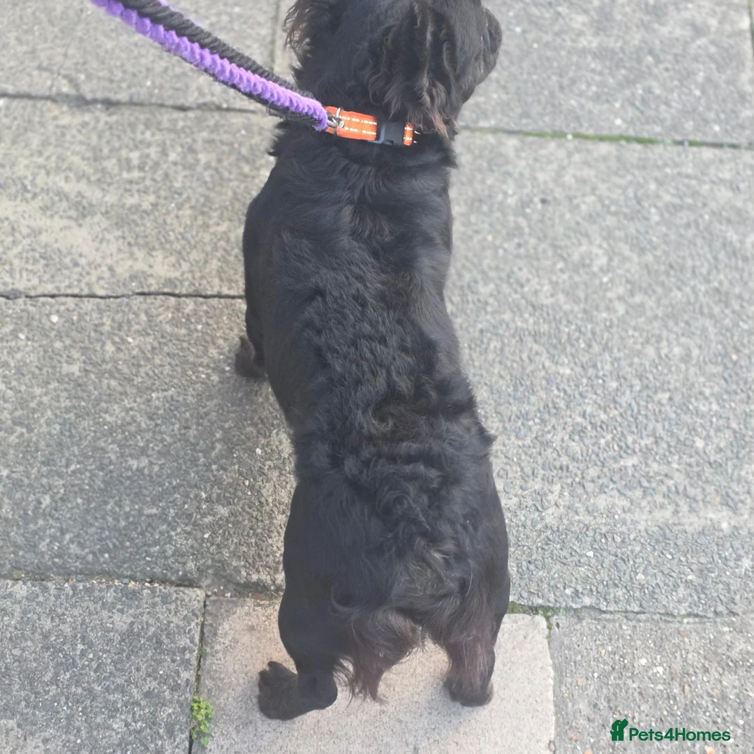 French Bulldog dogs for stud: WAVE CHECK C2 PUFFY TRINDLE  - Advert 2