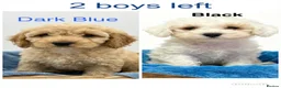 Mixed Breed dogs for sale: 1 BOY LEFT TO GO! 8 Beautiful Cavapoochon Puppies - Advert 3