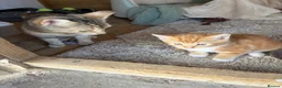 Mixed Breed cats for sale: Kittens  in Newark - Advert 2