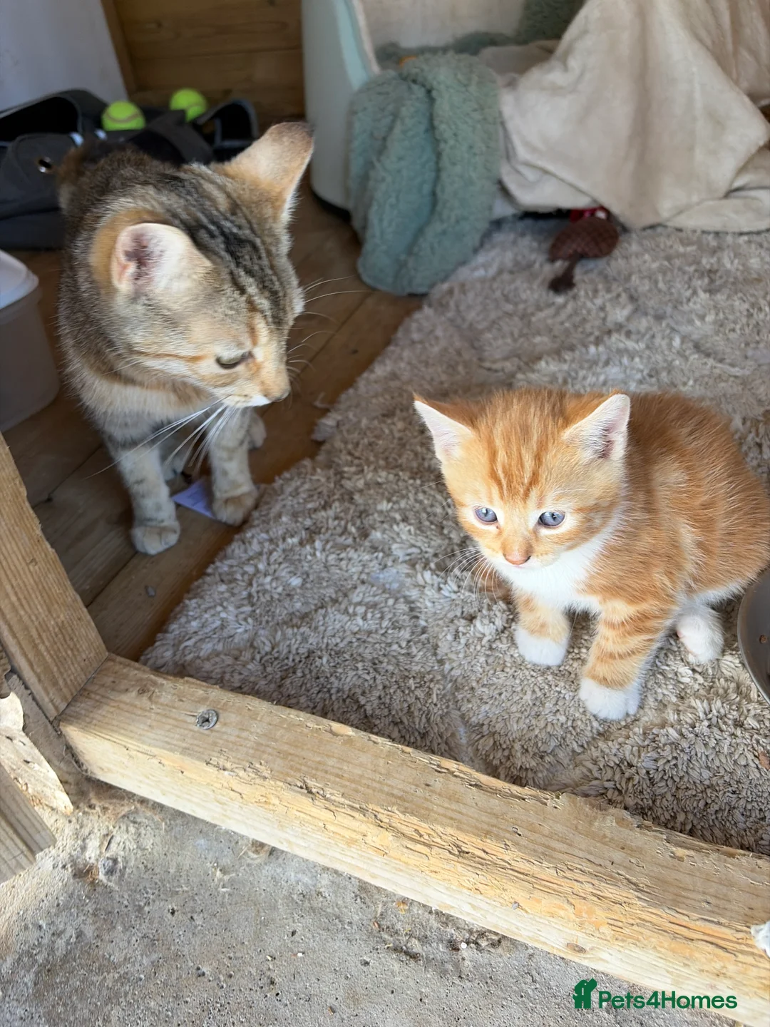 Mixed Breed cats for sale: Kittens  in Newark - Advert 2