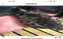 Mixed Breed cats for sale: Stunning snow Bengal x Maincoon kittens  - Image 2