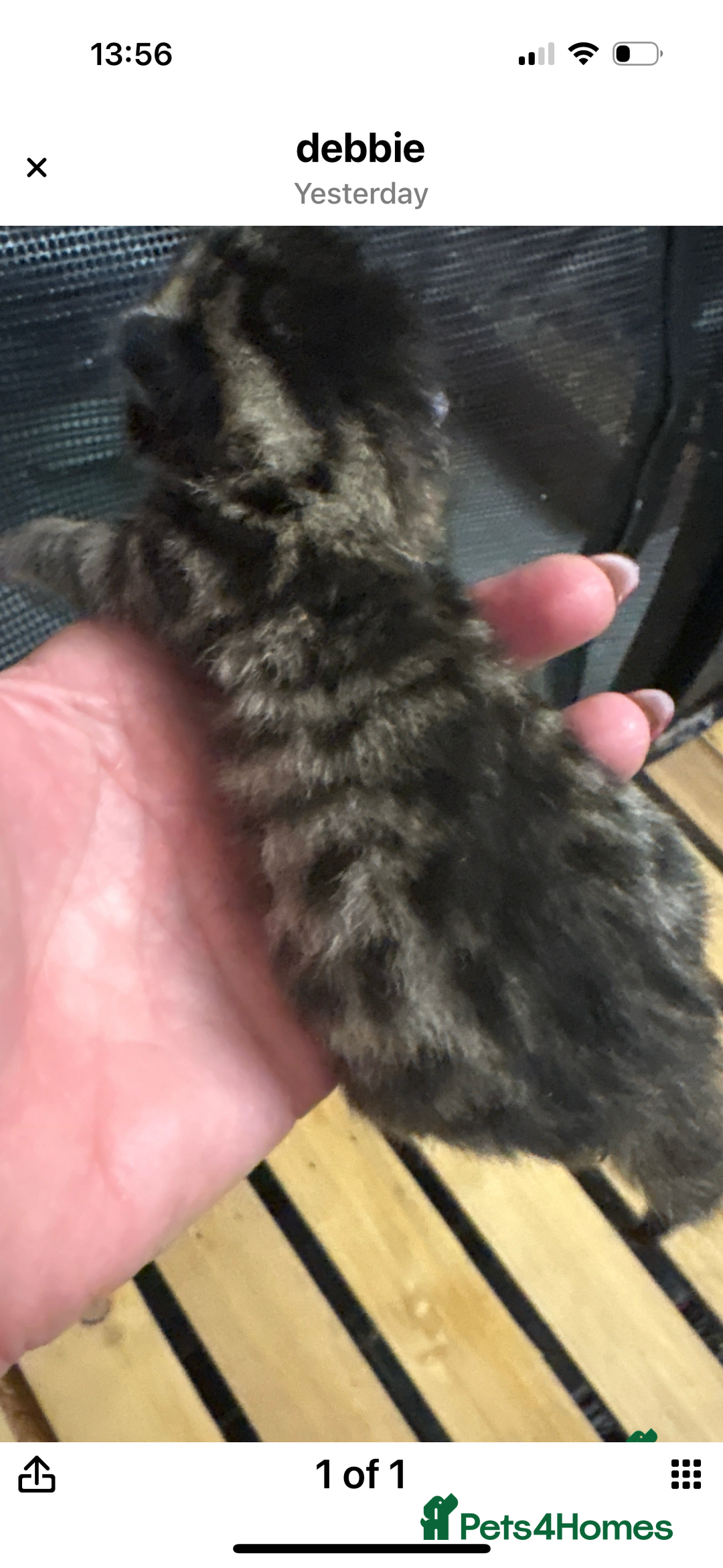 Mixed Breed cats for sale: Stunning snow Bengal x Maincoon kittens  - Image 2