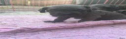 Cane Corso dogs for sale: ICCF Registered 8th gen 🧬🏆 Cane Corso pups. in Stalybridge - Advert 28