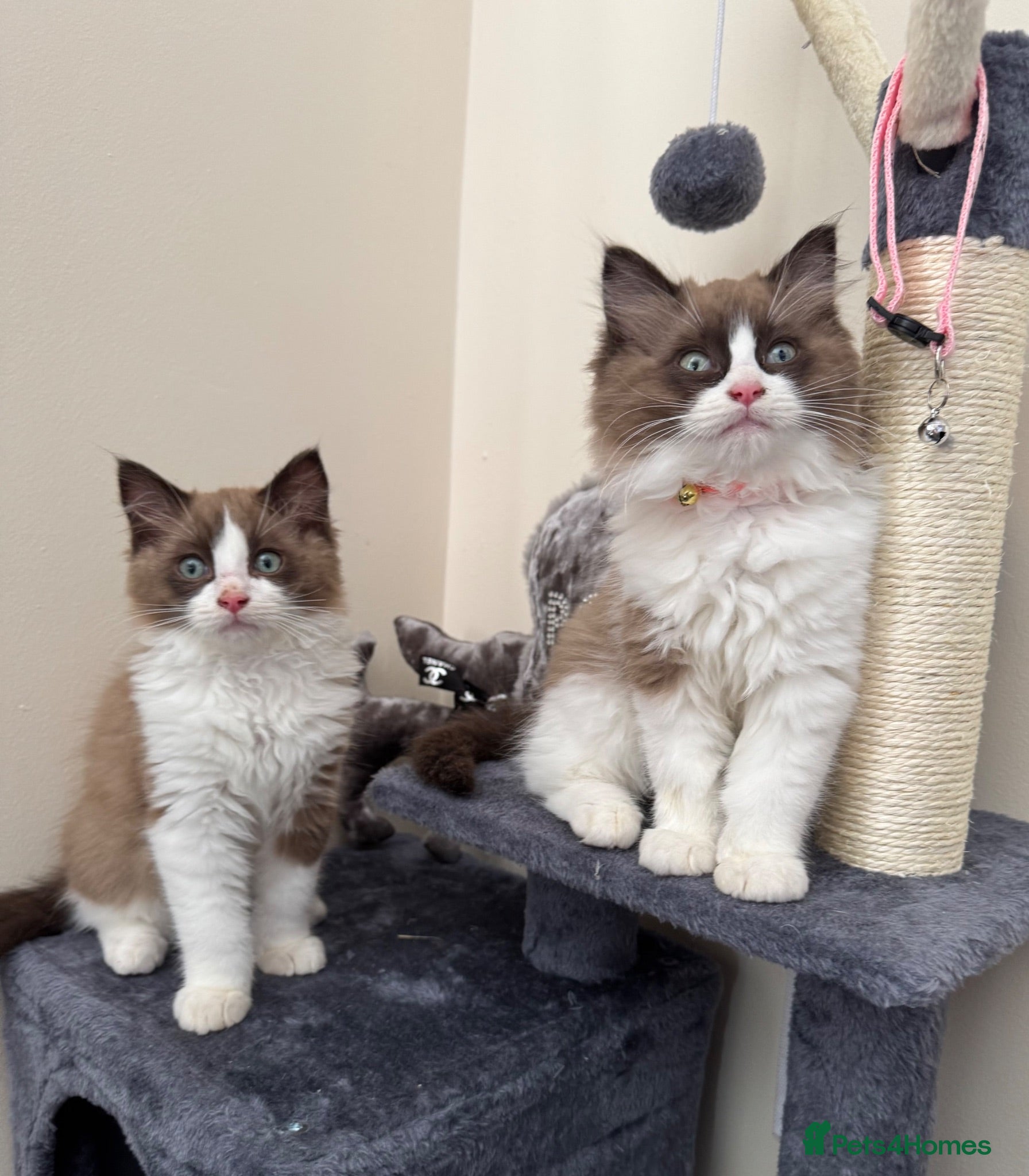 Ragdoll cats Adorable ready now mink ragdoll kittens  - Advert 13