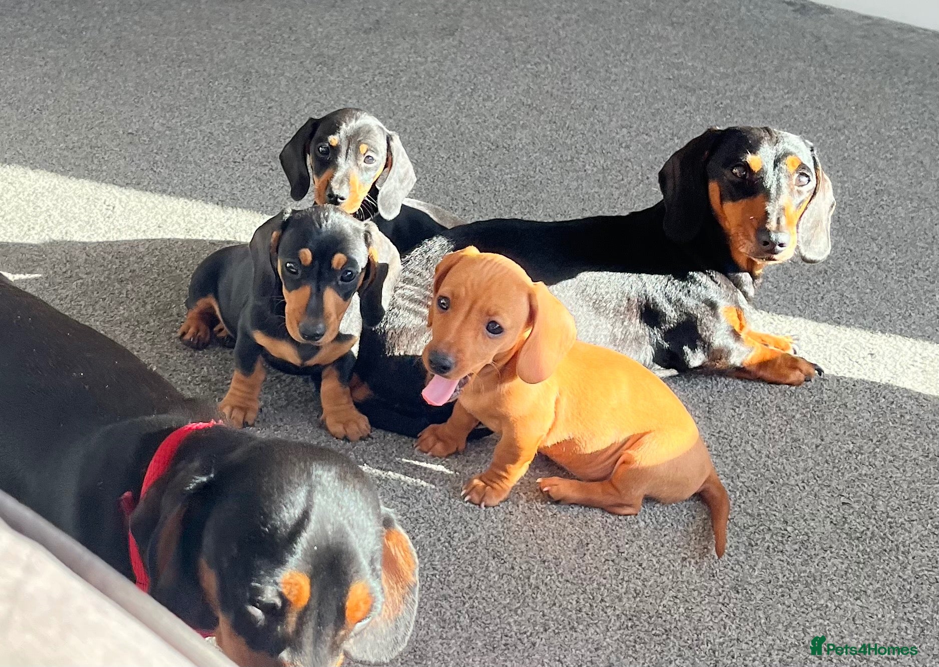 Miniature Dachshund dogs Adorable, Mischievous & Loving Puppies all girls.  - Advert 1