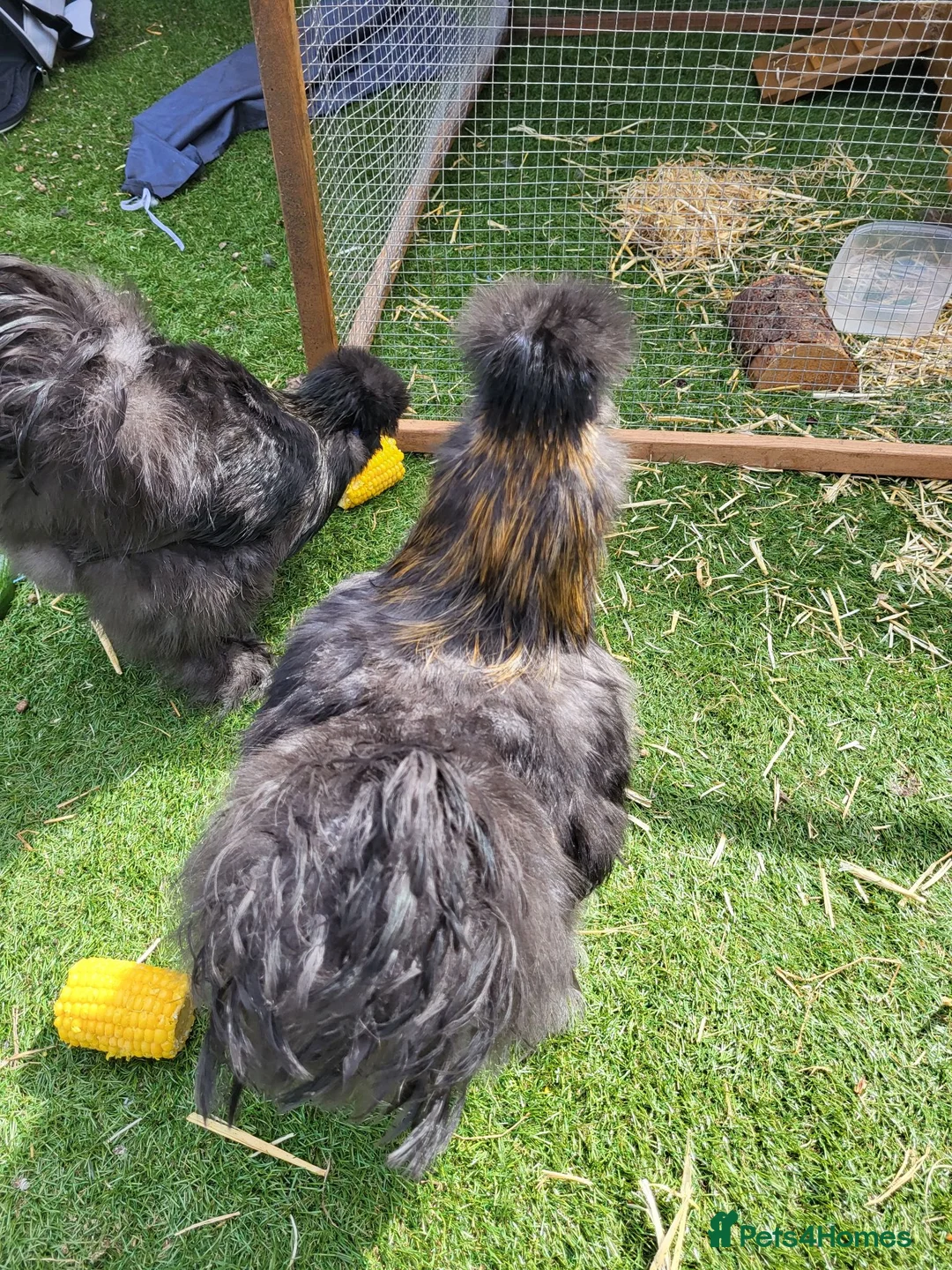 Chickens poultry for sale: 3 bearded silkie cockerels  in Cardiff - Advert 2