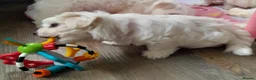 Maltese dogs for sale: 5 Outstanding pedigree Maltese puppies - Advert 7