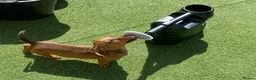 Mixed Breed dogs for sale: 16 week old Dachshund - male  - Advert 2