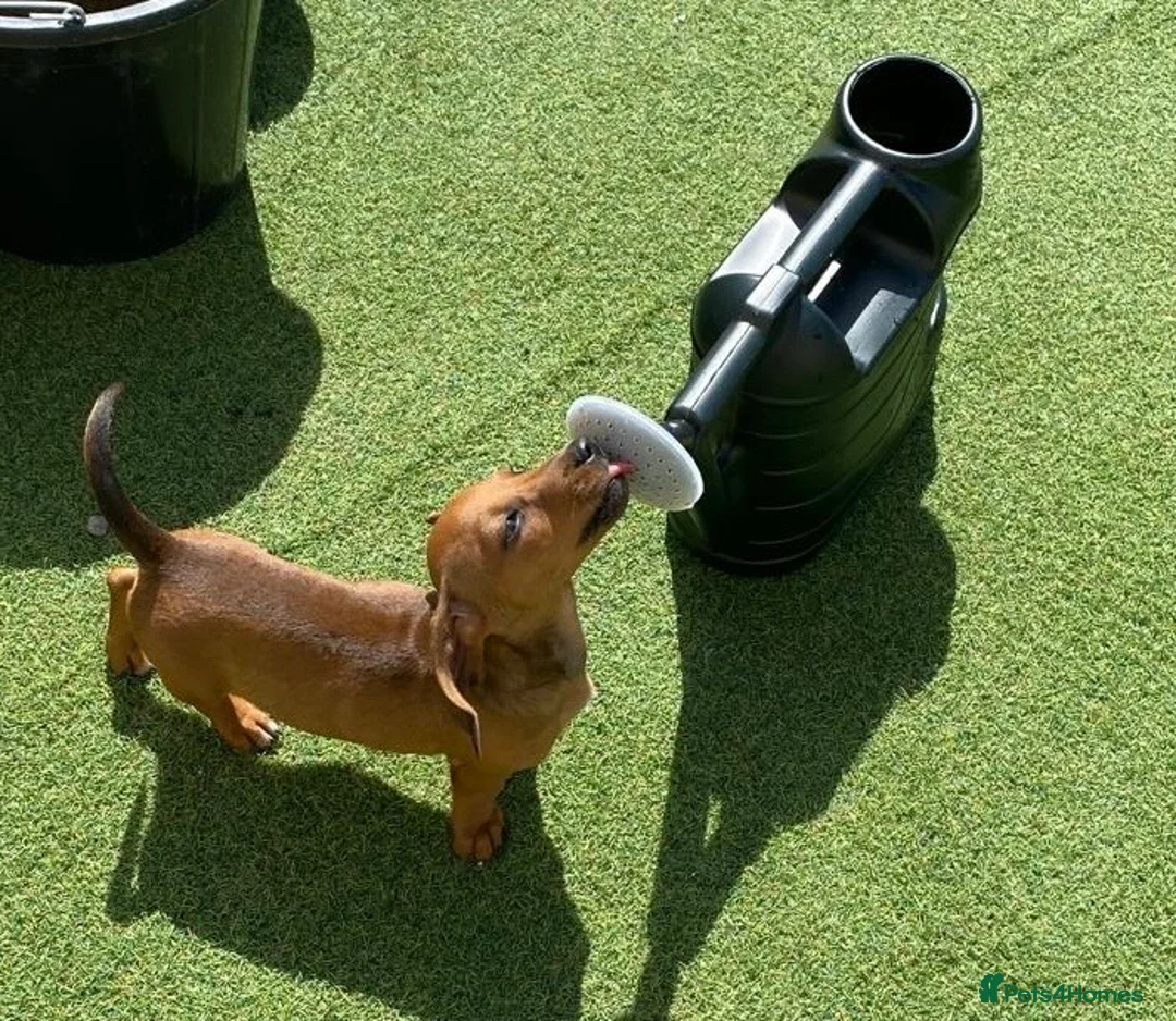Mixed Breed dogs for sale: 16 week old Dachshund - male  - Advert 2