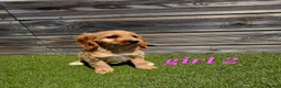 Cockapoo dogs for sale: 7 Adorable F1 Cockapoo pups ♥️🐕🐾 - Advert 19