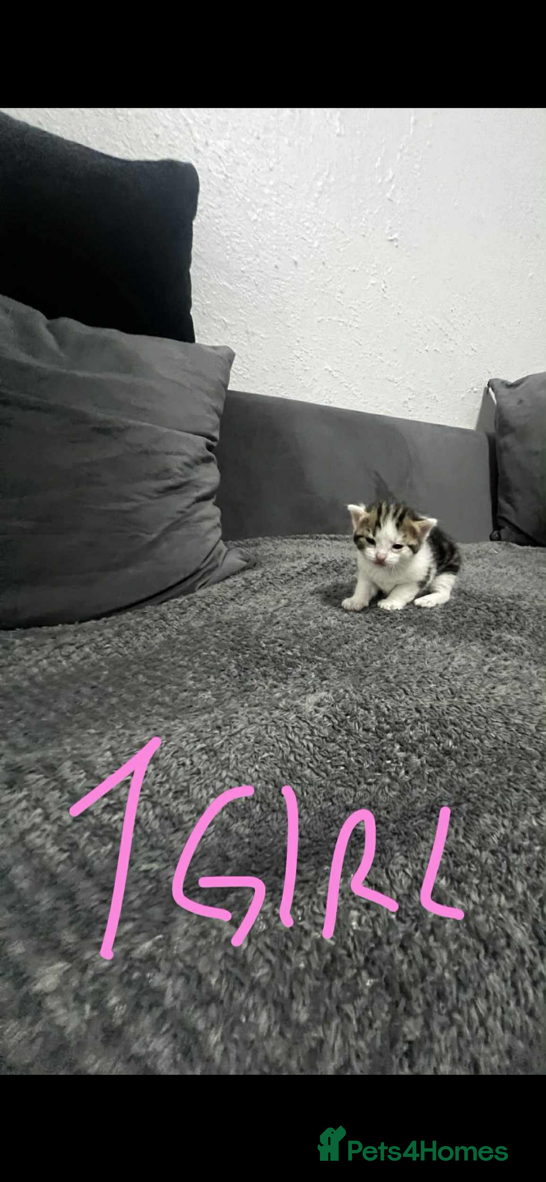 Mixed Breed cats for sale: Beautiful kitten  - Advert 1