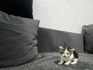 Mixed Breed cats Beautiful kitten - Advert 1