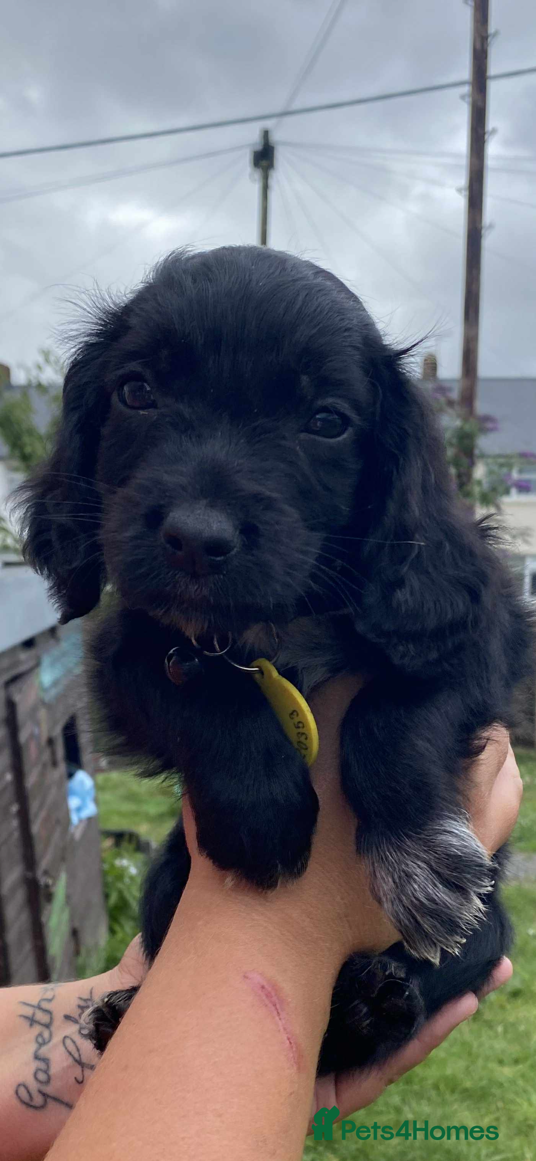 Cocker Spaniel dogs for sale: Cocker spaniel pups 3 male  - Image 4