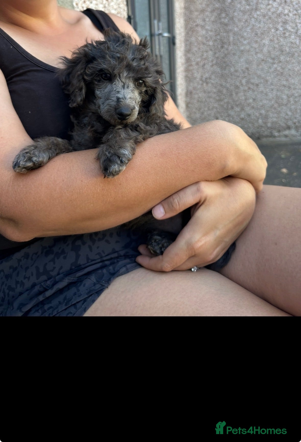 Miniature Poodle dogs 🌟miniature poodles ready now🌟 - Advert 1