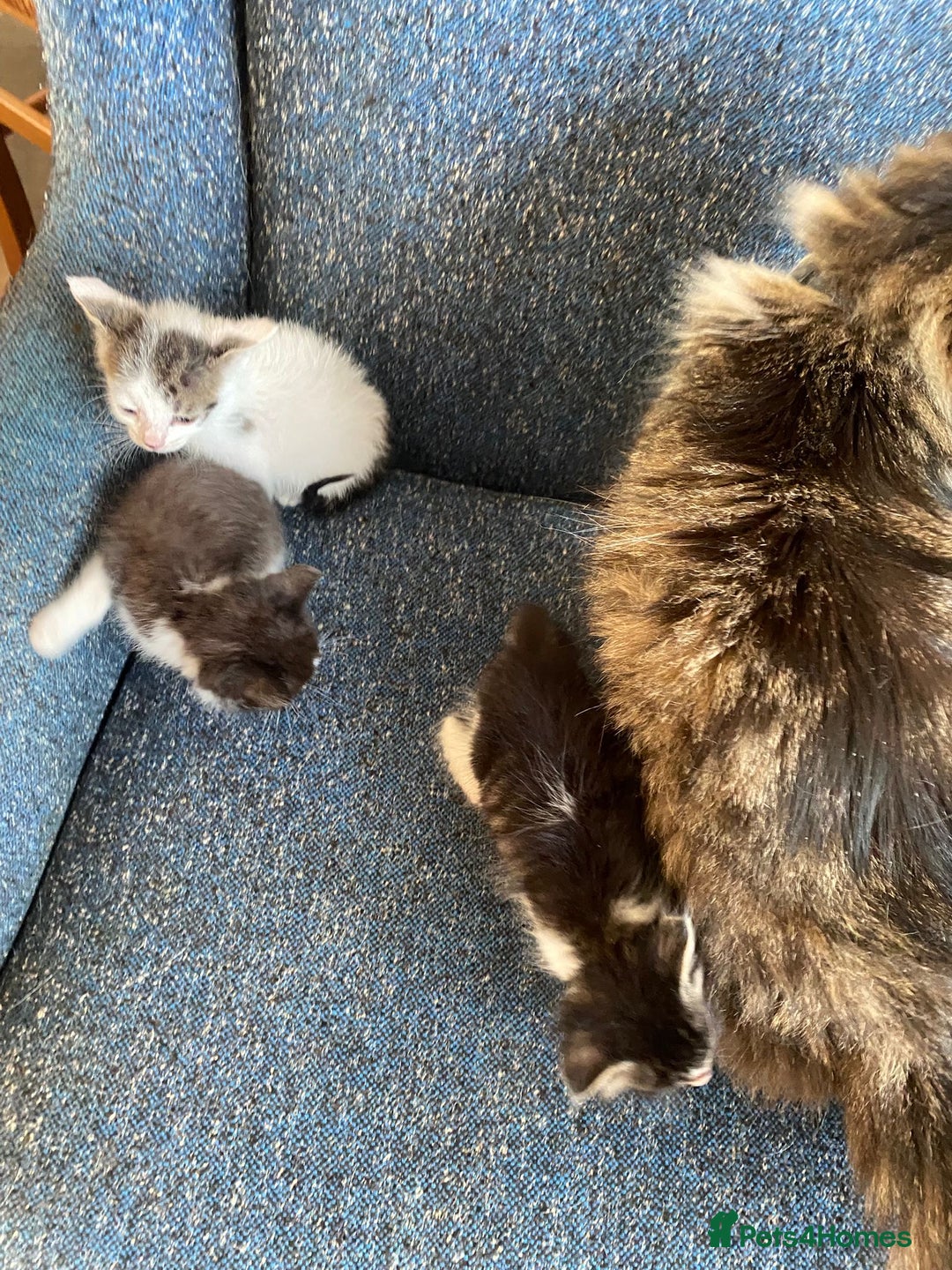 British Shorthair cats for sale: Lovely kittens            - Image 18