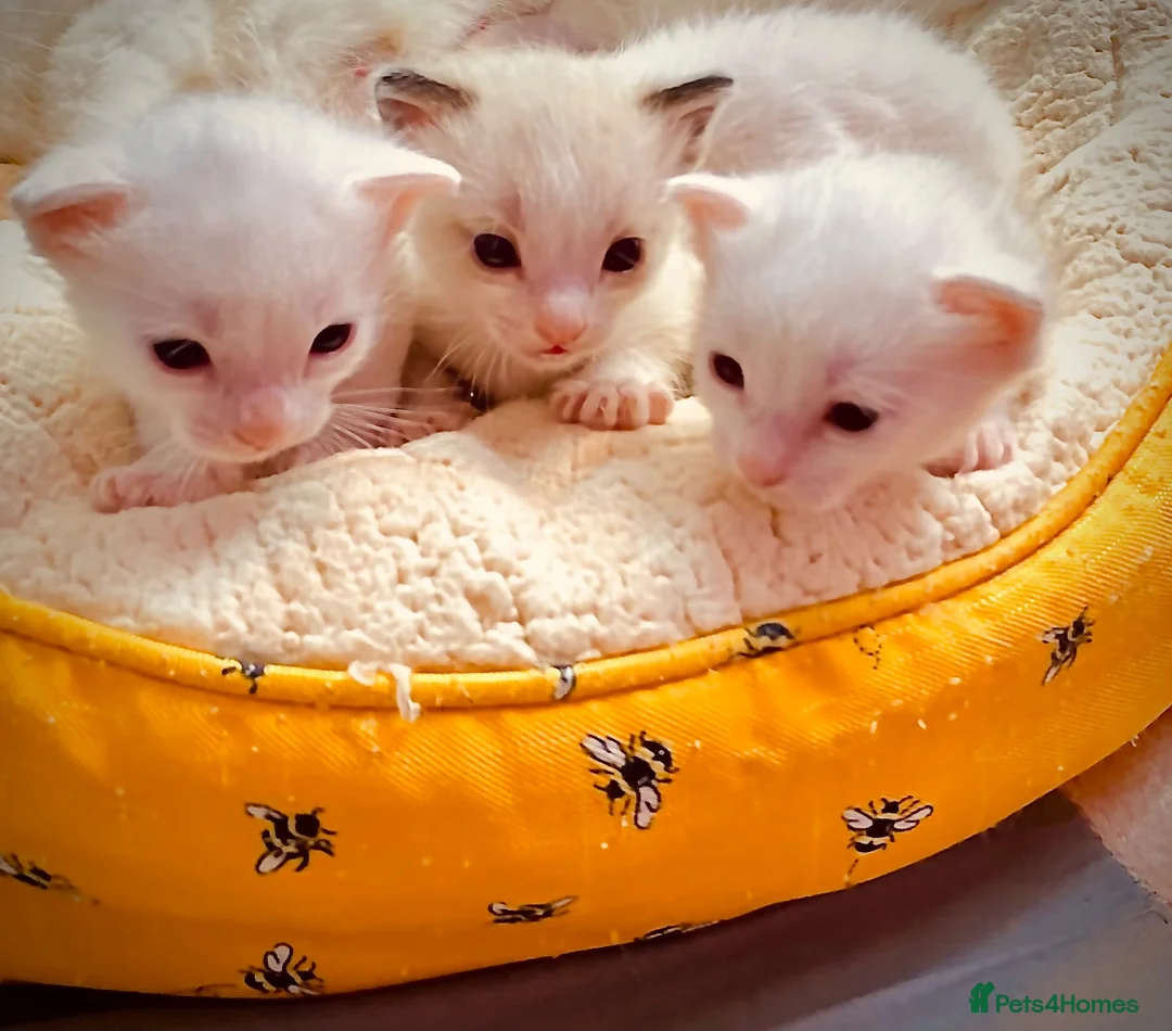 Ragdoll cats for sale: ragdoll kitten different eye colours  - Advert 1