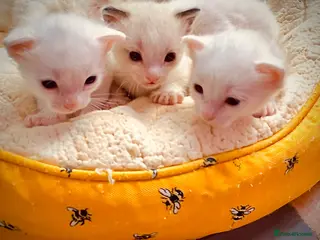 Ragdoll cats ragdoll kitten different eye colours - Advert 1