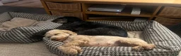 Cockapoo dogs for sale: Lemon Roan Cockapoo very pretty girl  - Advert 10