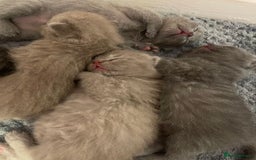 British Shorthair cats for sale: British Shorthair Kittens 🐾💜 - Image 6