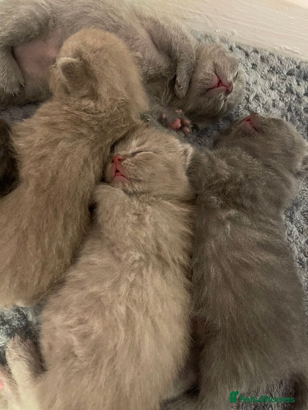 British Shorthair cats for sale: British Shorthair Kittens 🐾💜 - Image 6