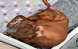 Hungarian Vizsla dogs for sale: Adorable Hungarian Vizsla Puppies - Image 2