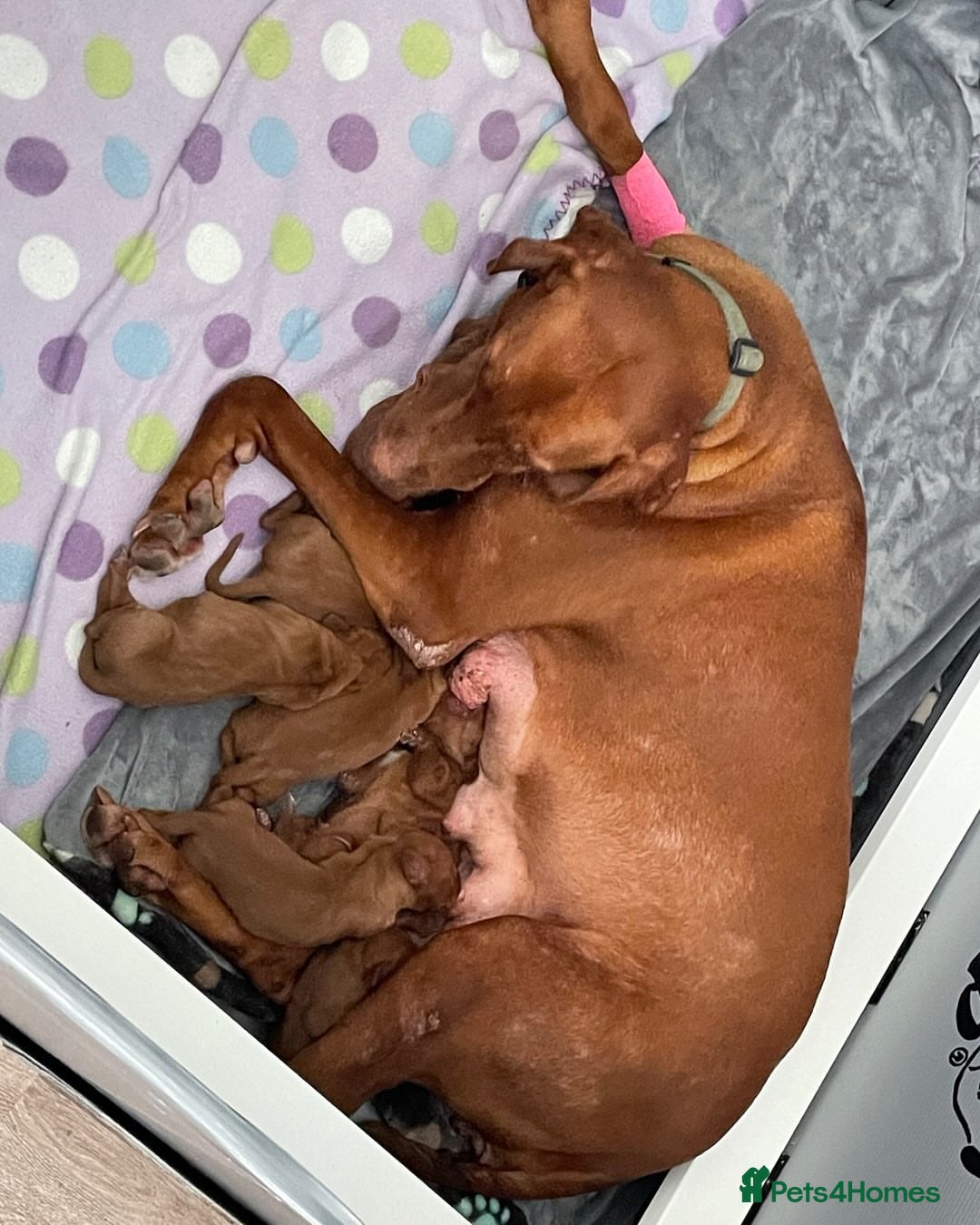 Hungarian Vizsla dogs for sale: Adorable Hungarian Vizsla Puppies - Image 2