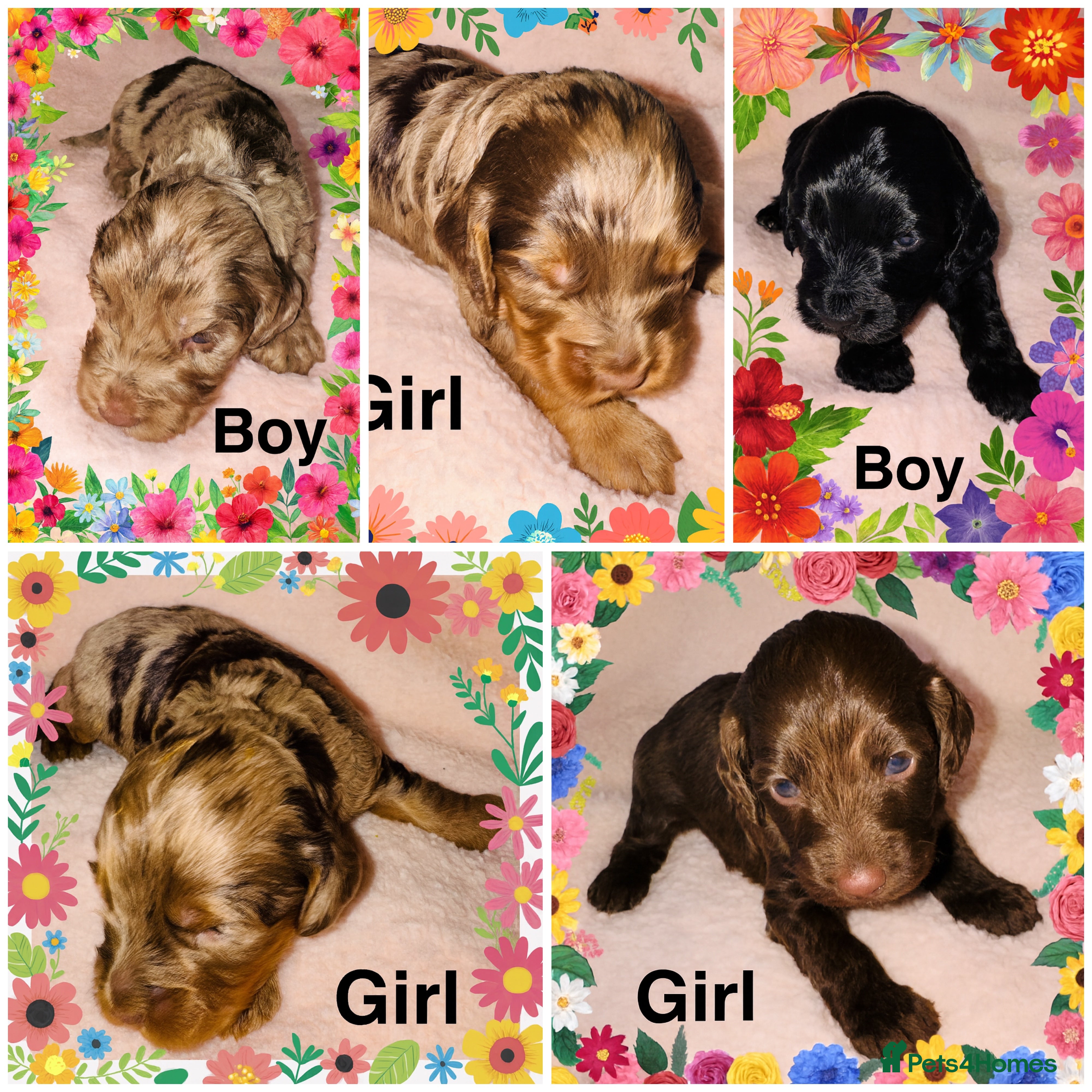 Cockapoo dogs ❤️DNA Tested Rare Sable Cockapoos, Ready 5th Feb  - Advert 2