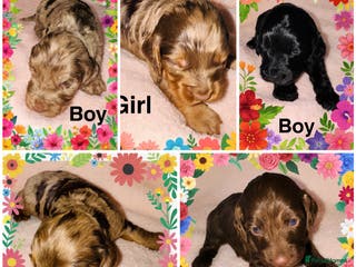 Cockapoo dogs ❤️DNA Tested Rare Sable Cockapoos, Ready 5th Feb - Advert 2