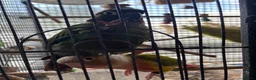 Conures birds for sale: Bonded pair of conures  - Advert 3