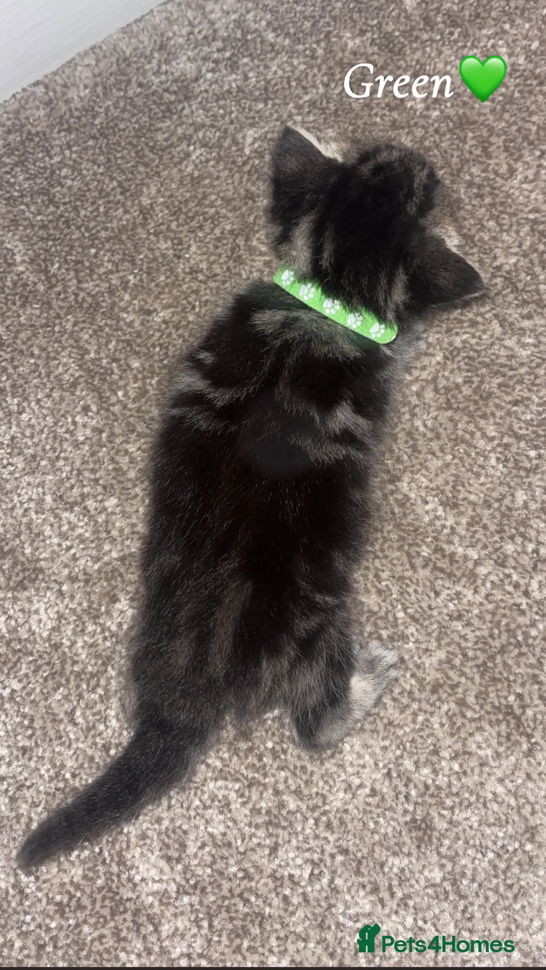 Mixed Breed cats for sale: 1:4 Mainecoon kittens  - Advert 16