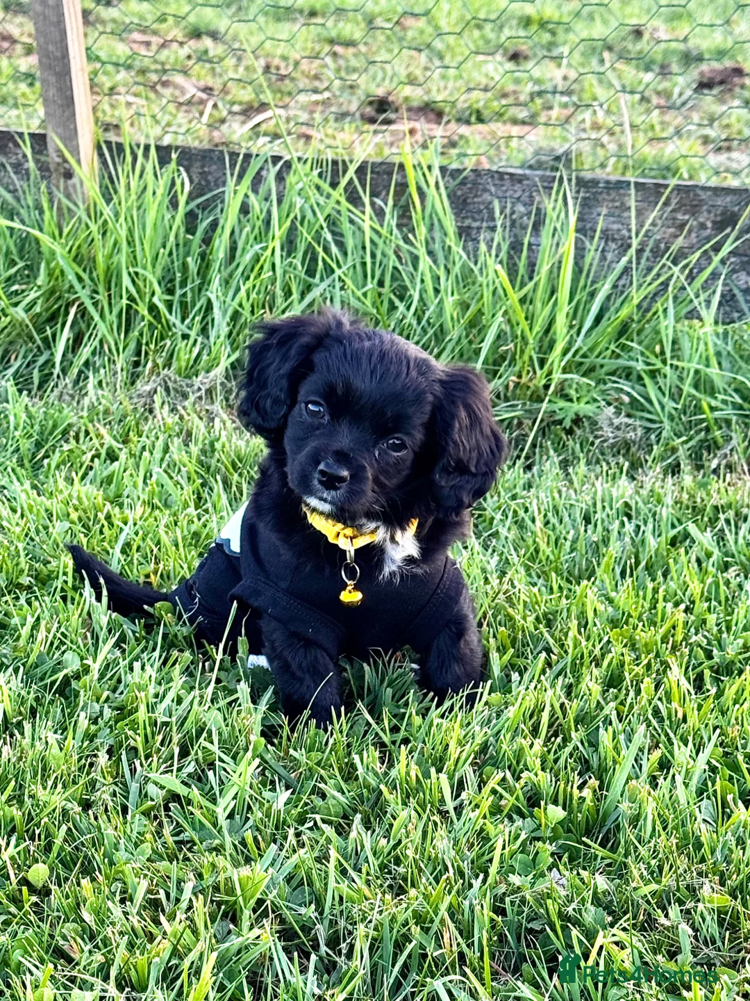 Mixed Breed dogs for sale: 2 left! Chihuahua x Cocker Spaniel cockerhuahua - Advert 2