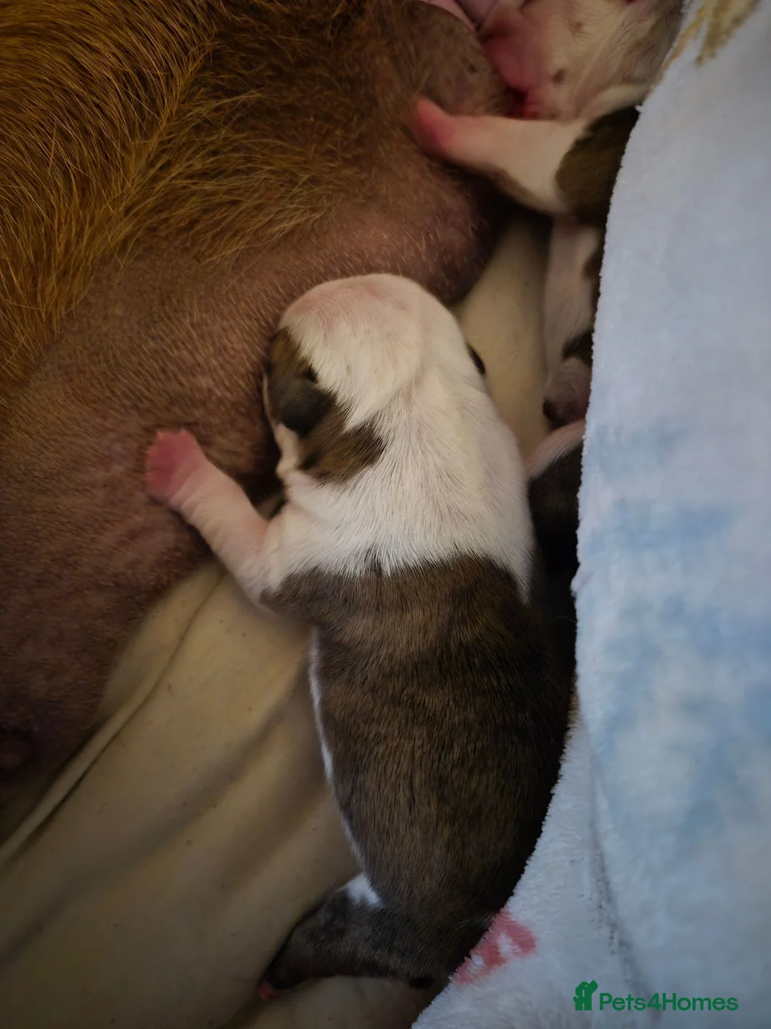 English Bulldog dogs for sale: Bulldog puppys in Sunderland - Advert 2