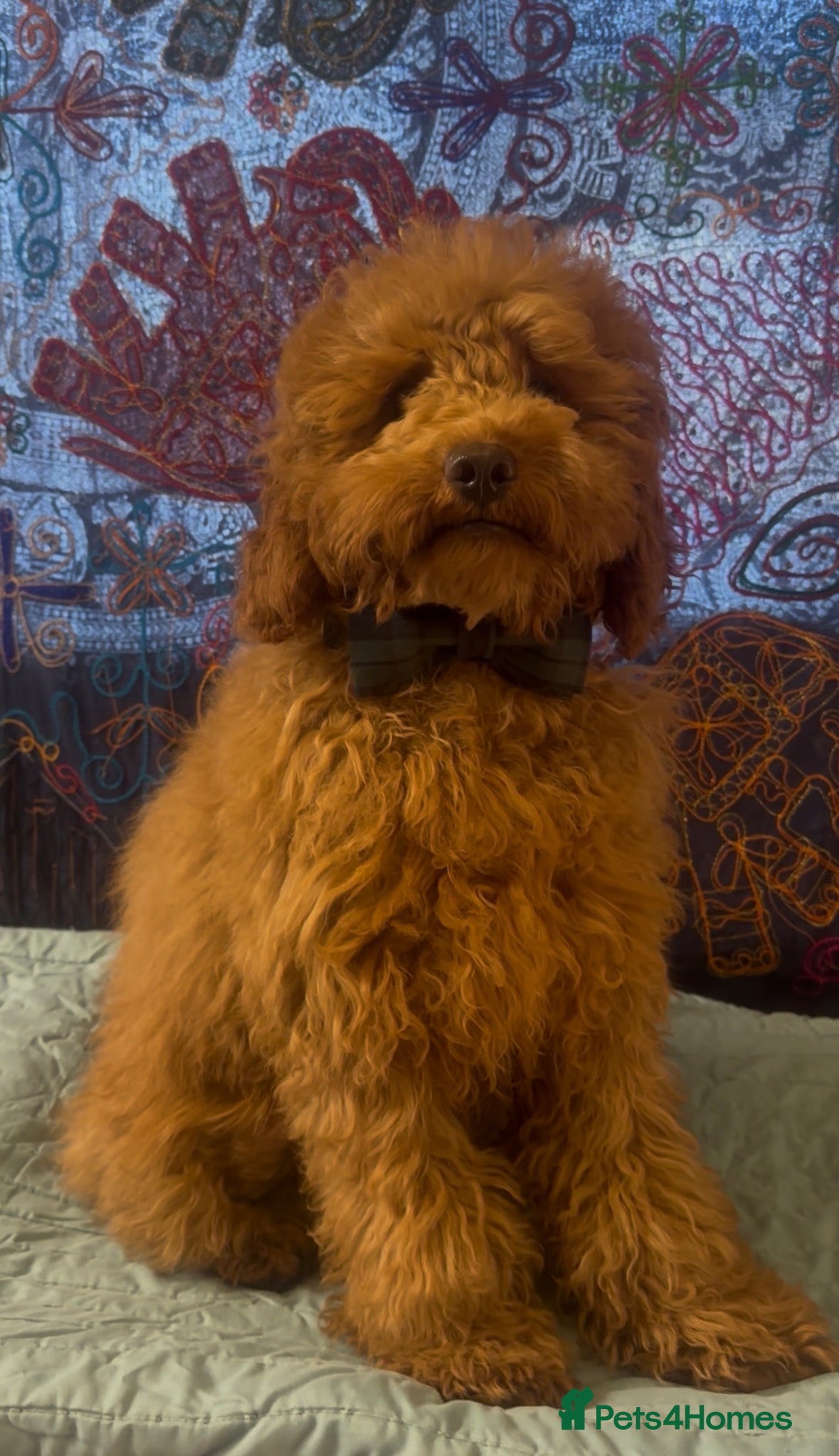 Cavapoo dogs for sale: Ozzy f1 cavapoo *reserved currently  - Advert 11