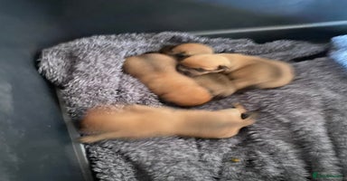 Patterjack dogs - Advert 3