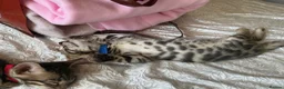 Bengal cats for sale: Adorable Bengal kittens pedigree ready to reserve - Advert 13