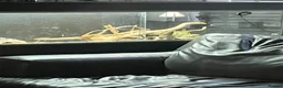 Bearded Dragon reptiles for sale: 11 months bearded dragon with vivarium in Manchester - Advert 3