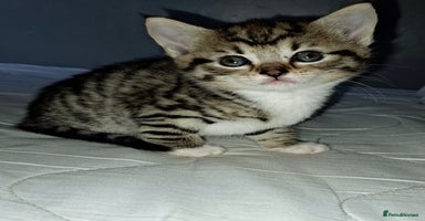 Mixed Breed cats - Advert 15
