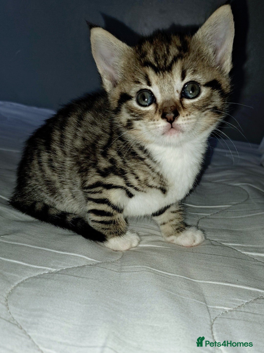 Mixed Breed cats for sale: Kittens - Image 2