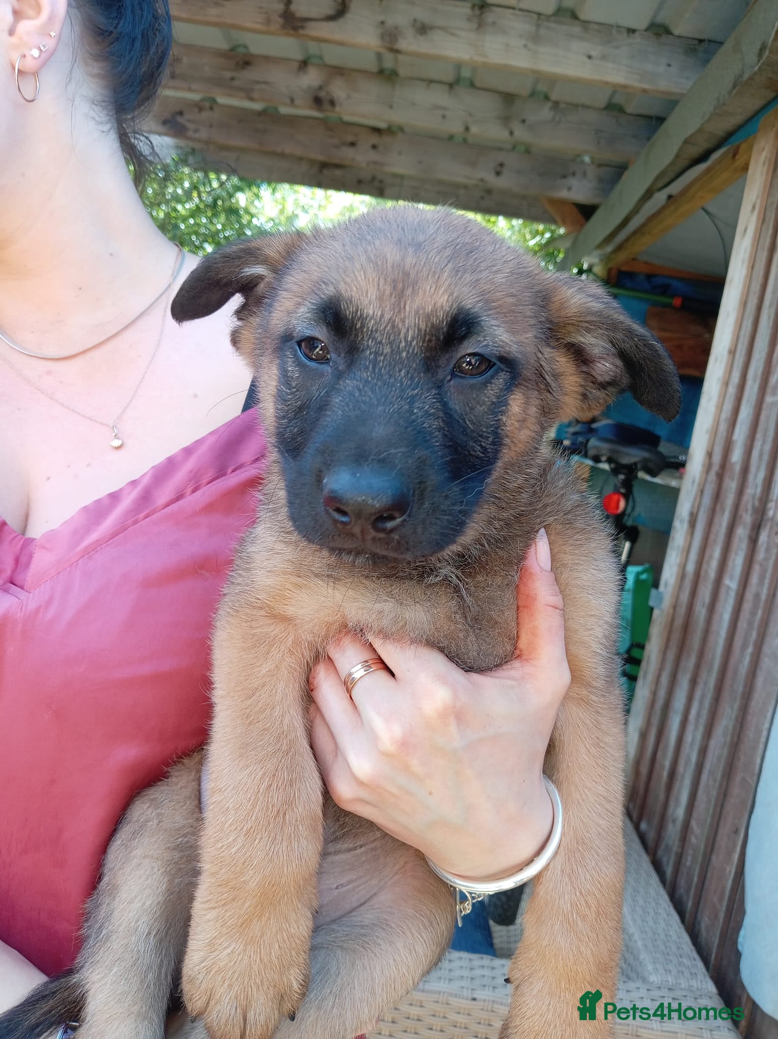 Belgian Shepherd Dog dogs 🔥 Belgian Malinois Puppies – Full of Confidence - Advert 5