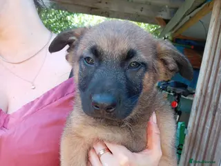 Belgian Shepherd Dog dogs 🔥 Belgian Malinois Puppies – Full of Confidence - Advert 5