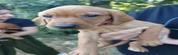 Labrador Retriever dogs for sale: Red Labrador puppies  - Advert 3