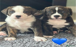 Mixed Breed dogs for sale: American Bulldog X Bernese mountain Dogs  - Image 12