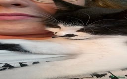 British Shorthair cats for sale: Simba Looking for a New Home - Image 5