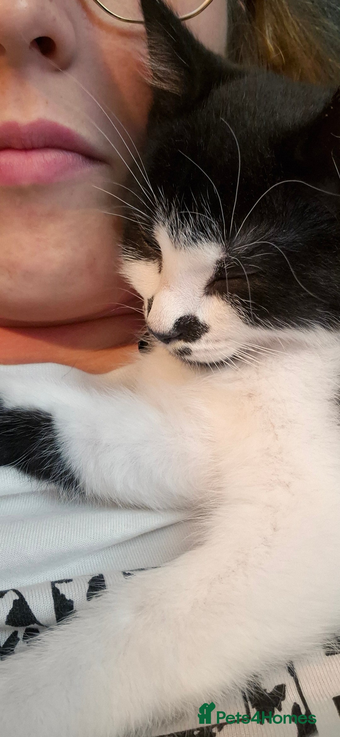 British Shorthair cats for sale: Simba Looking for a New Home - Image 5