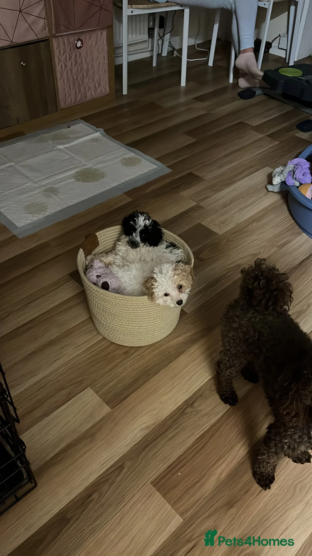 Toy Poodle dogs for sale: Outstanding Miniature Poodle Puppies  - Advert 2