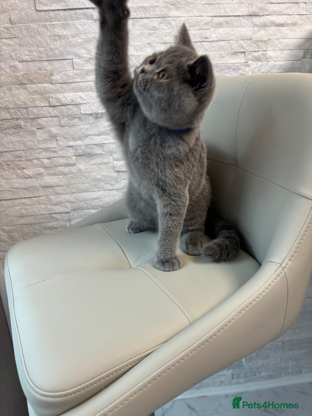 British Shorthair cats for sale: British Shorthair - Image 22