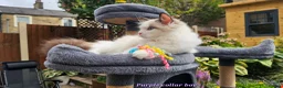 Ragdoll cats for sale: GCCF PEDIGREE CERTIFICATE KITTENS  - Advert 4