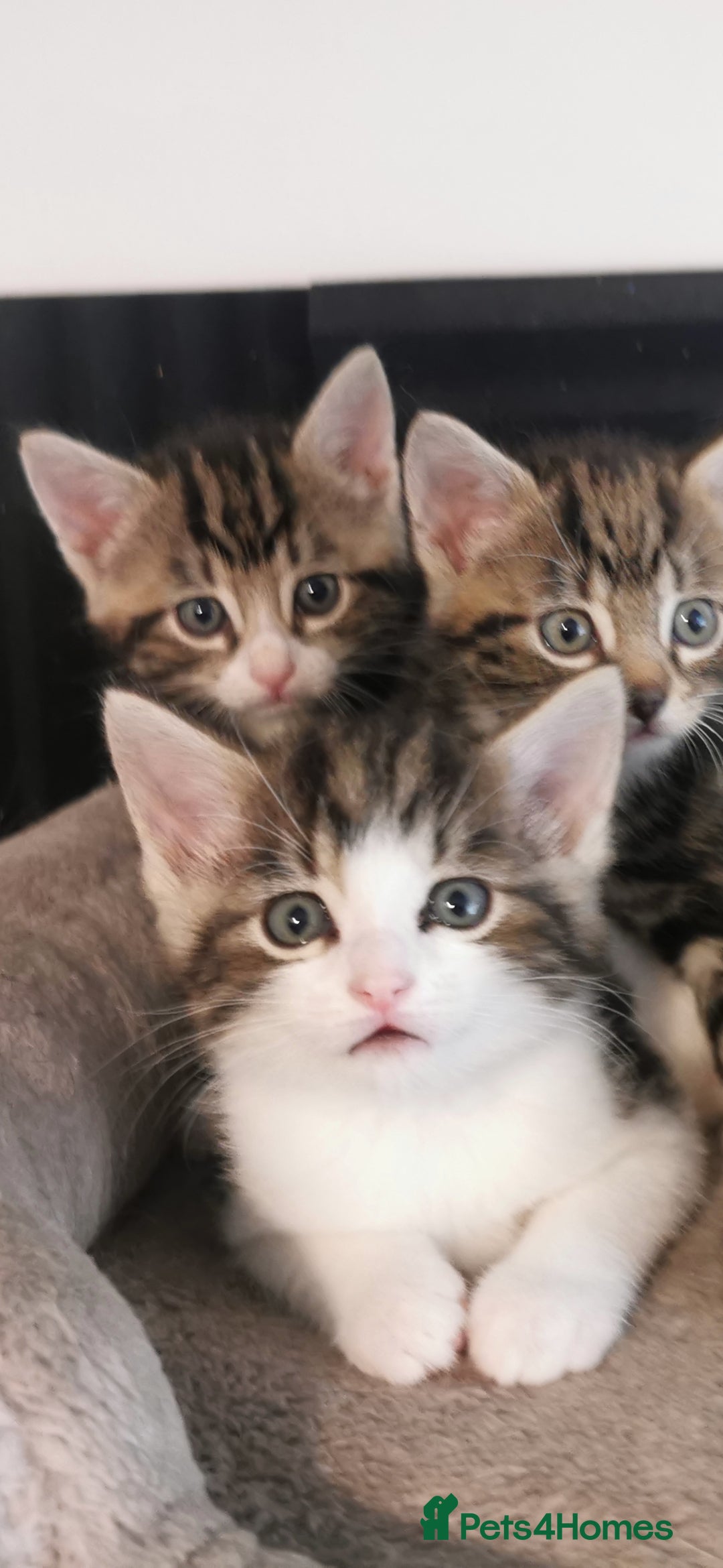 Mixed Breed cats Extra-cuddly, hand-reared, vet checked kittens  - Advert 2