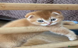 Scottish Fold cats for sale: Golden Scottish fold kittens - Image 9