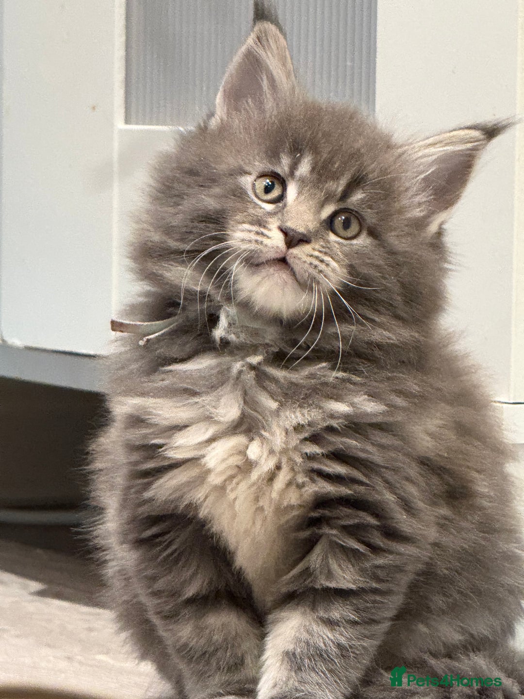 Maine Coon cats for sale: Beautiful GCCF registered Maine coon Kittens  - Advert 6